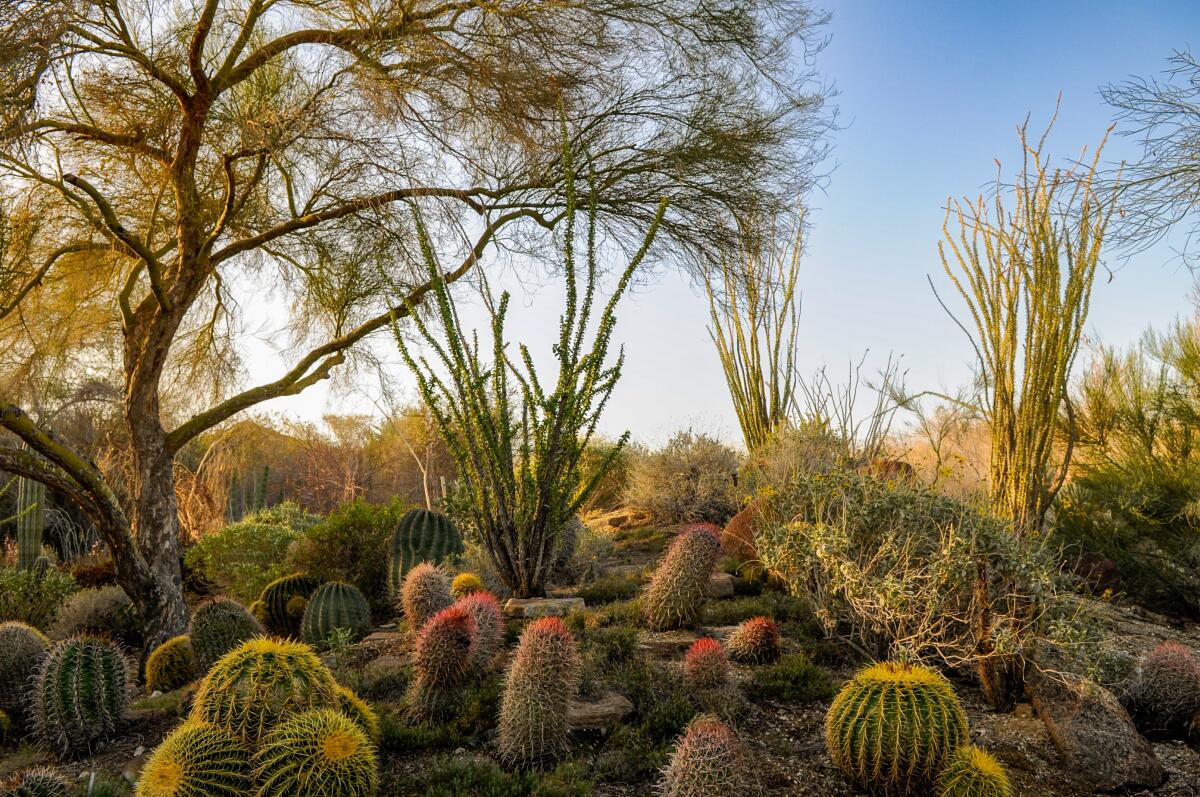 A garden at the Living Desert Zoo and Gardens in Palm Desert.