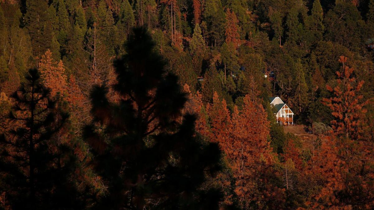 A mountainside home among hundreds of dead and dying trees is illuminated by the setting sun south of Shaver Lake.