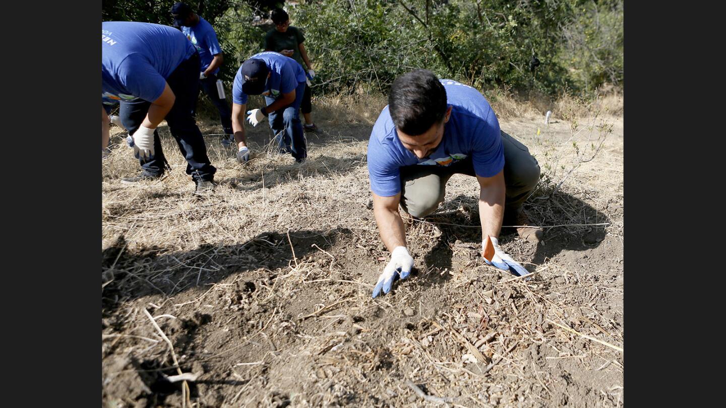 Photo Gallery: Volunteers remove invasive plant species during the Nestle and SCA Habitat Restoration Project at Debs Park in Los Angeles