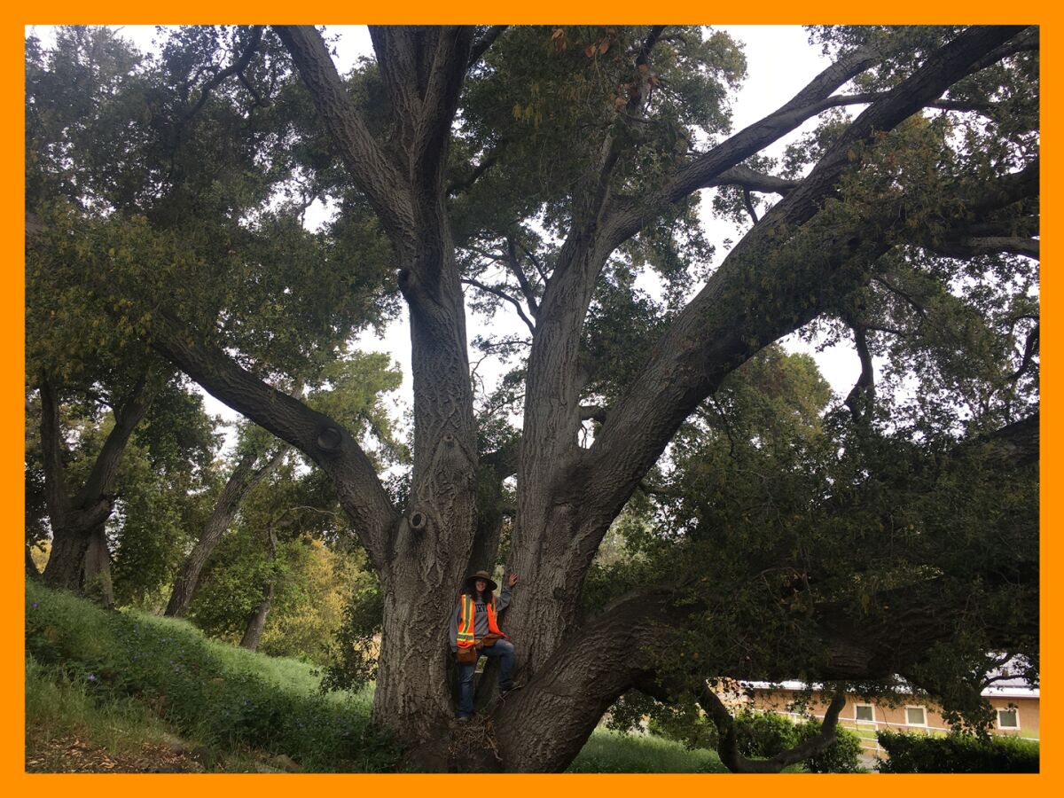 A person stands in front of a spreading coast live oak tree.