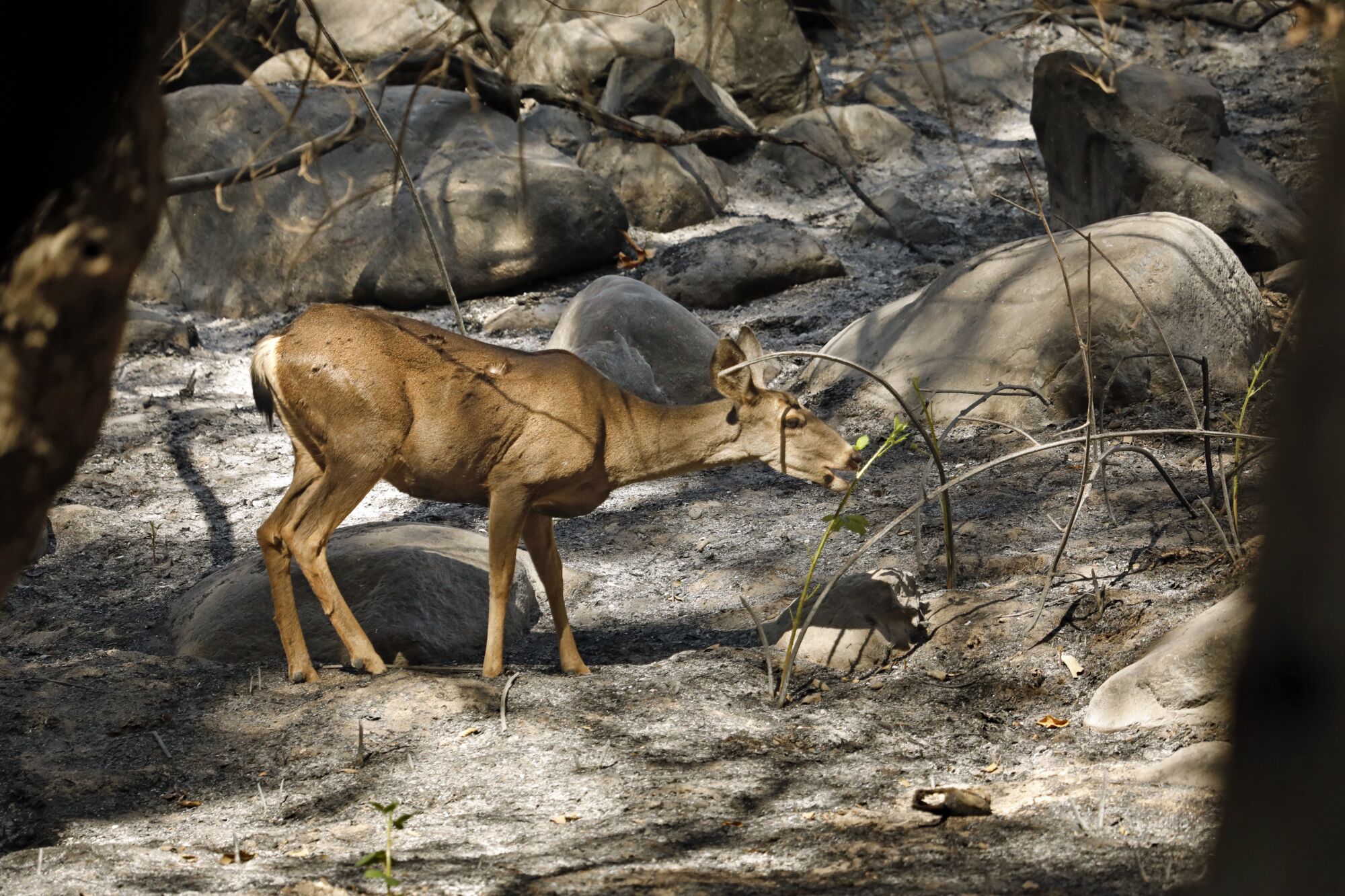 A deer searches for food after the Bobcat fire devastated its habitat in the San Gabriel Mountains.