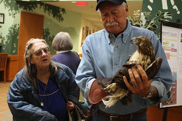 Steven R. McNall, president and CEO of the Pasadena Humane Society & SPCA, holds Harry the red-tailed hawk, as a visitor to the Pasadena Senior Center bids him farewell. See full story