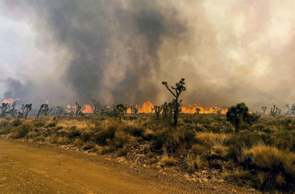 In this photo provided by the National Park Service Mojave National Preserve, the York fire burns in an area of the Mojave National Preserve on Saturday, July 29, 2023. A massive wildfire burning out of control in California's Mojave National Preserve is spreading rapidly amid erratic winds. Meanwhile, firefighters reported some progress Sunday against another major blaze to the southwest that prompted evacuations. (Park Ranger R. Almendinger/ InciWeb /National Park Service Mojave National Preserve via AP)