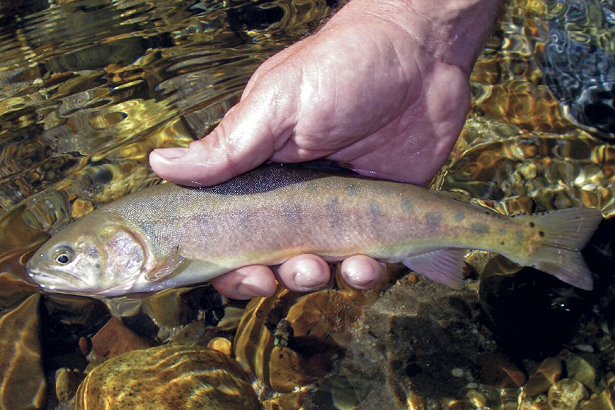 California trout