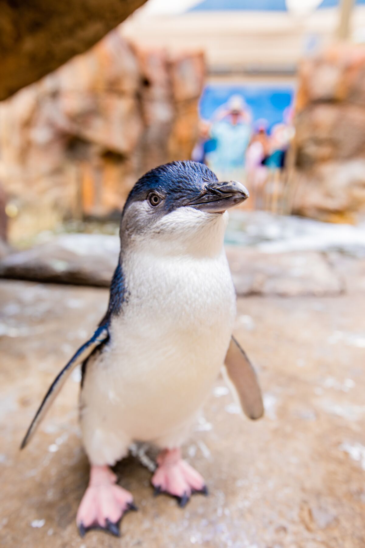 Magic, a little blue penguin who lived in a new exhibit at Birch Aquarium, died last week after a fungal infection.