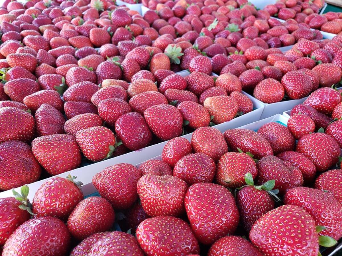 Vista Strawberry Festival is back The San Diego UnionTribune