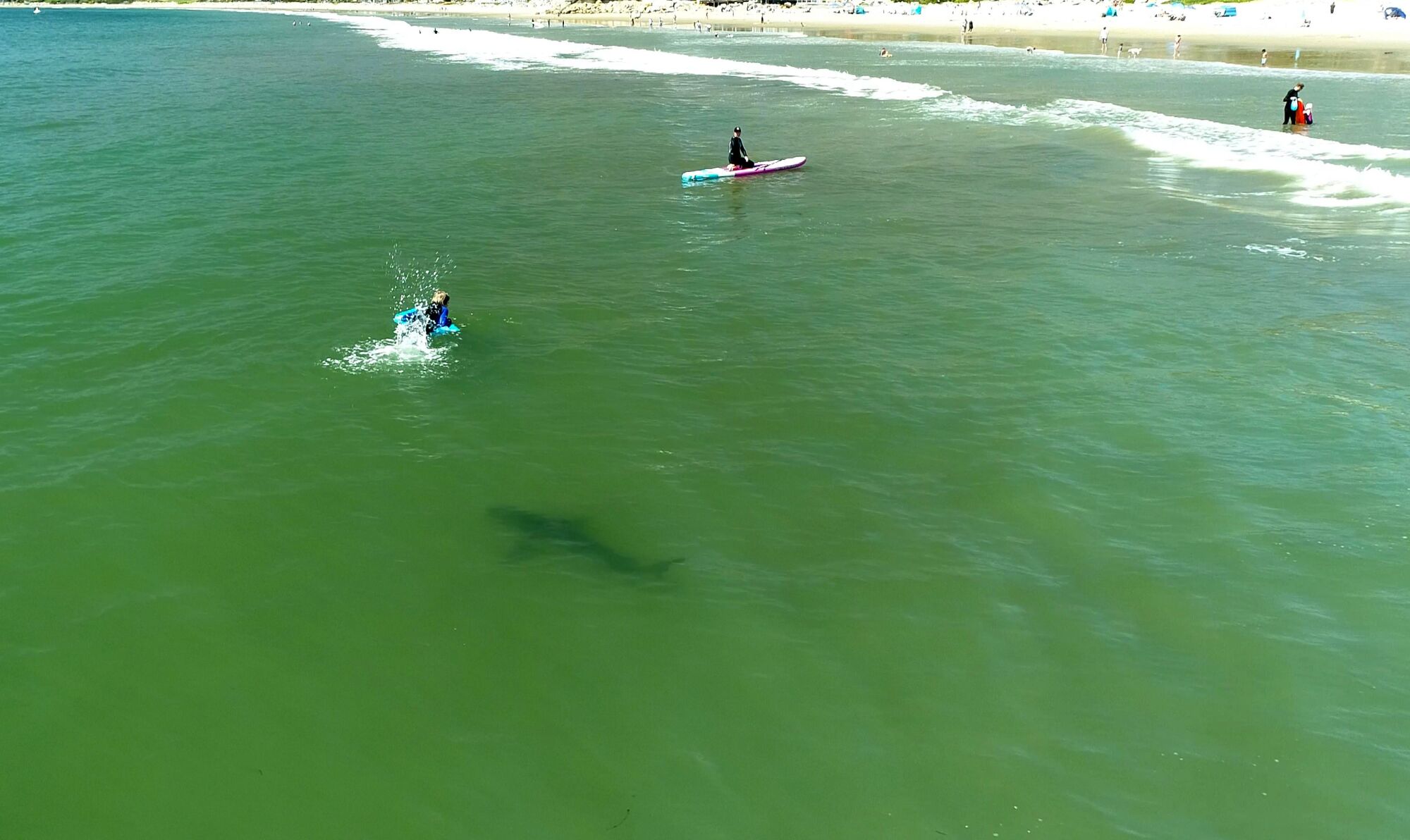 A great white shark swims near surfers.
