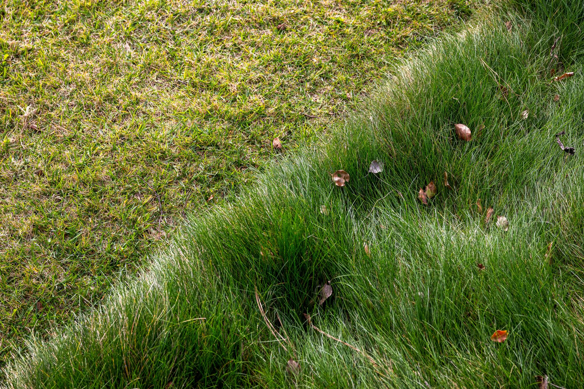 How Long To Water Lawn In California