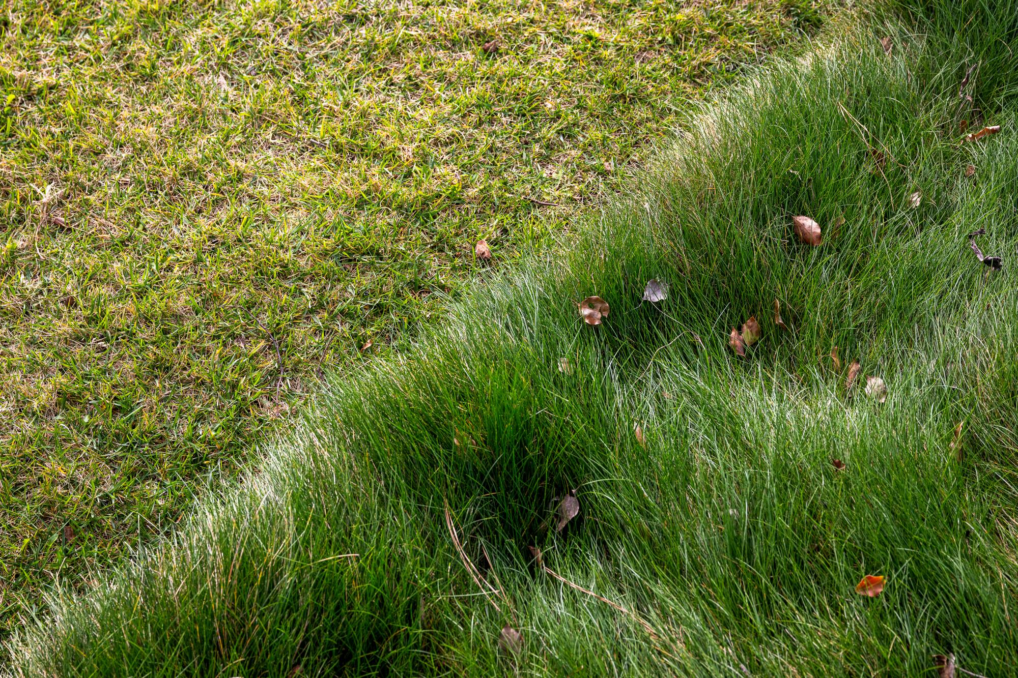 A diagonal line separating two different kinds of grasses, one short lawn and the other long native fescue grass.
