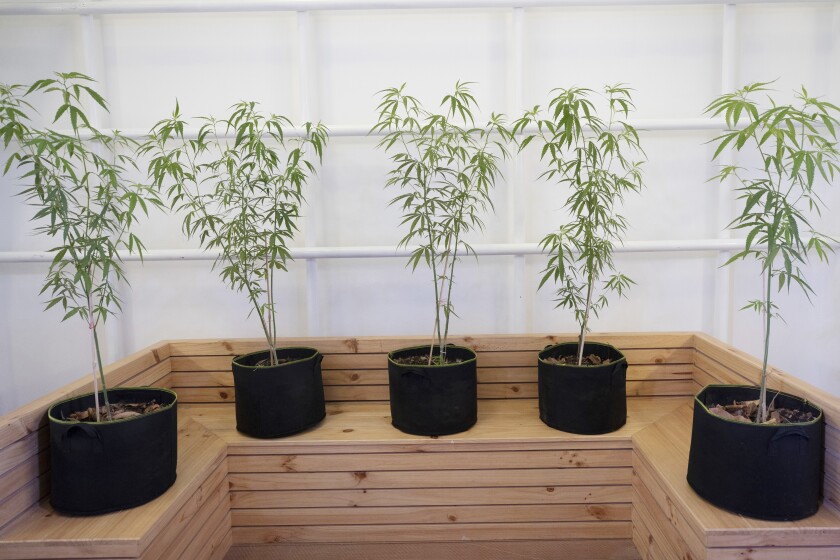 Cannabis plants sit on display at the first full-time clinic prescribing cannabis oil for medical treatment in the Public Health Ministry in Nonthaburi province, Thailand, Jan. 6, 2020. Thailand, which in 2020 became the first Southeast Asian nation to decriminalize the production and use of marijuana for medicinal purposes, moved Thursday, Jan. 20, 2022, to loosen regulations on the drug. (AP Photo/Sakchai Lalit)