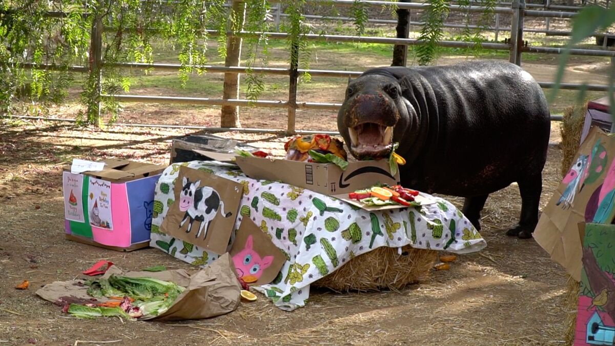 Hannah Shirley, a pygmy hippopotamus, celebrates her 49th birthday with presents and a cake.