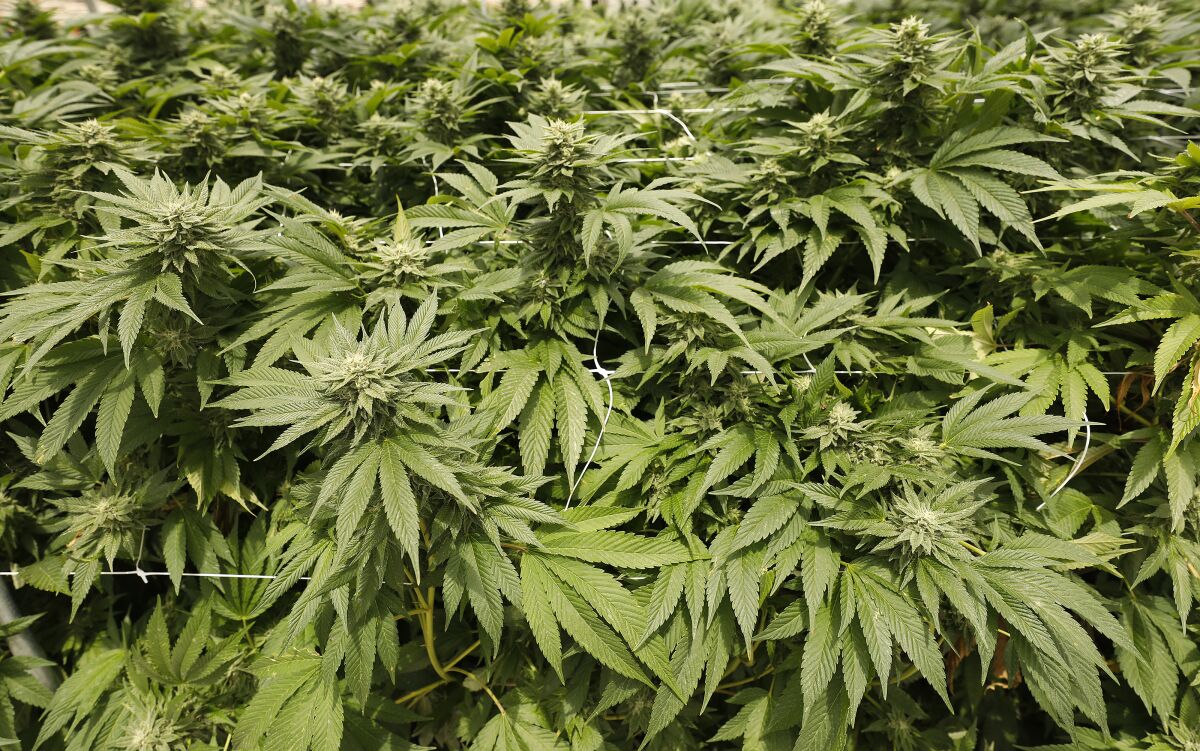 Marijuana growing in a greenhouse 