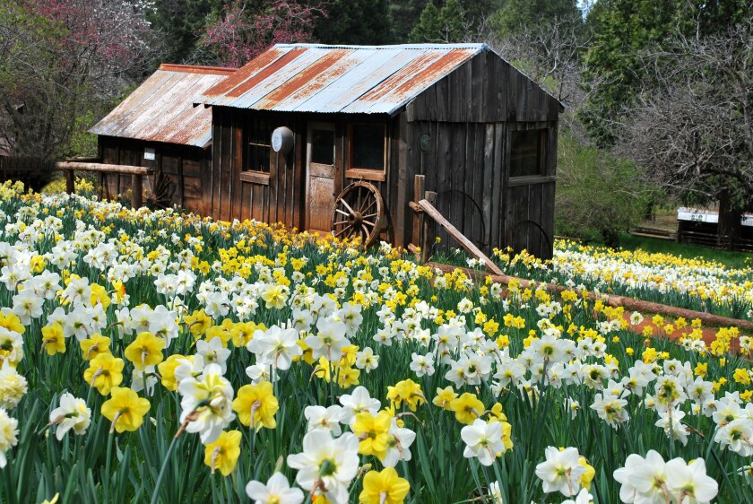 Daffodil Hill A Once Hidden Gem Has Closed After Crush Of