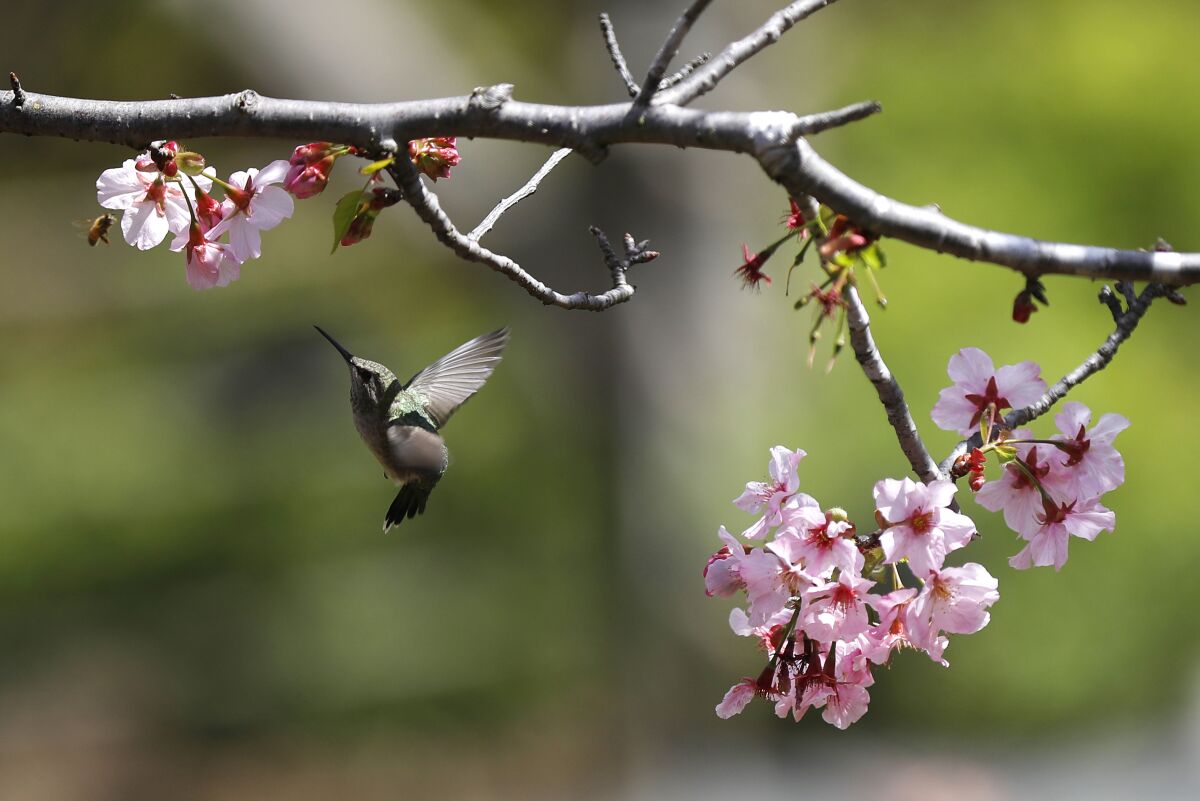 A hummingbird feeds on a cherry blossom tree.
