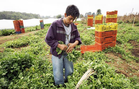 Wal-Mart Stores Inc. has unveiled a program in Guatemala to link more mom-and-pop growers to its supply chain. Working with the U.S. Agency for International Development and nonprofit groups, the American retail giant plans to train 600 farmers in the next three years to supply produce for its local stores. Here, a farmer works the fields in Chimaltenango.