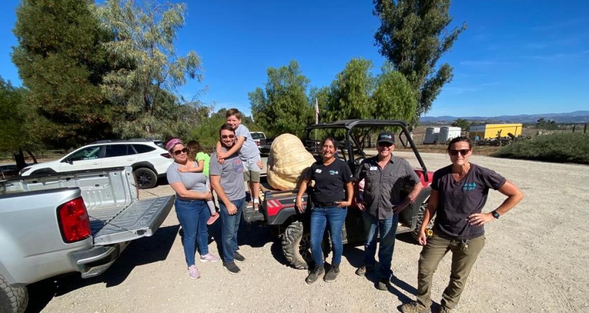 It took a coordinated effort by several people to transport and deliver the giant pumpkin to the bear cubs. 