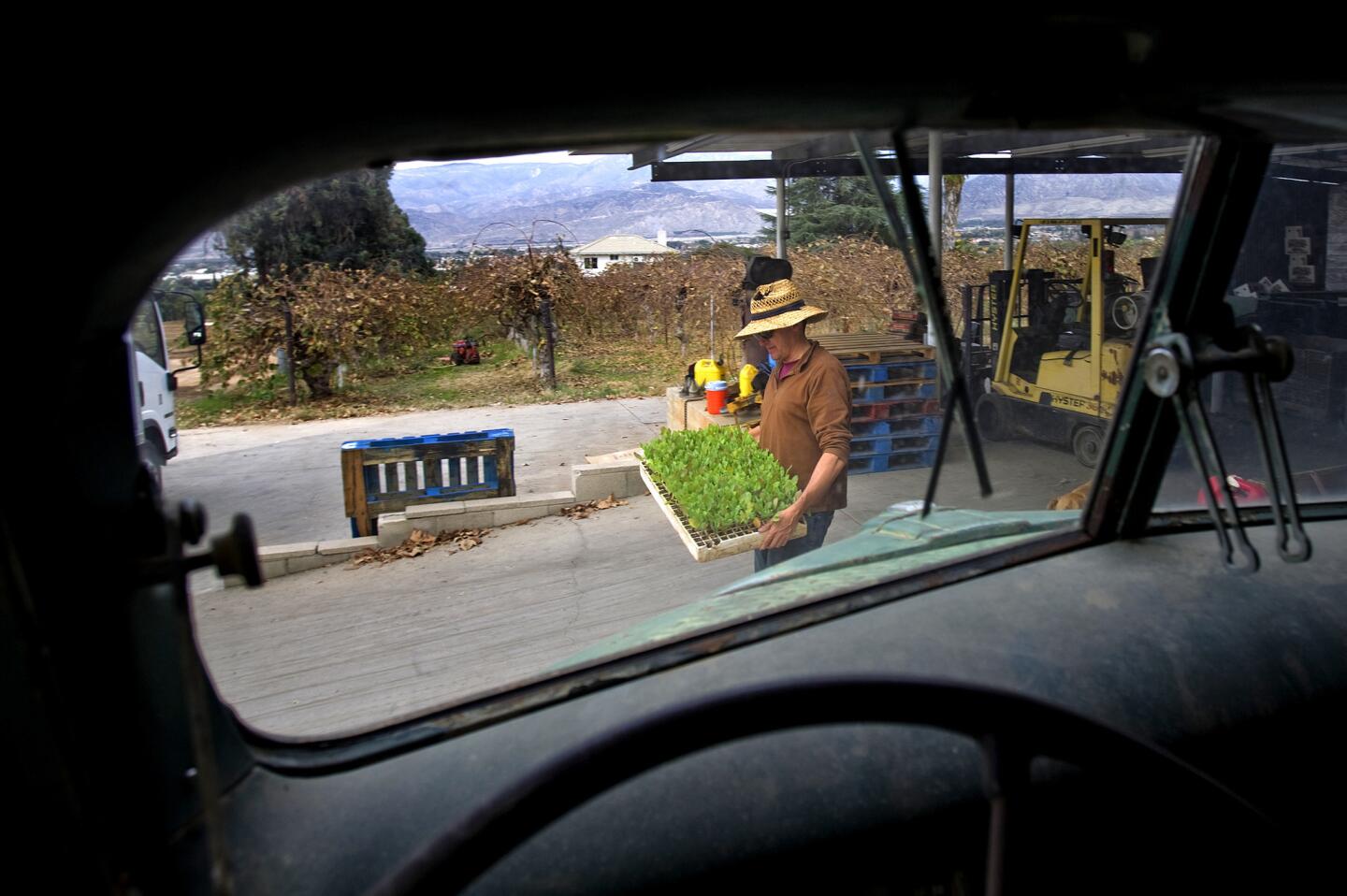 Farmer Bob Knight is framed thought the windshield of his 1941 Ford truck as he carries cauliflower seedlings ready for planting Jan, 7 in Redlands. Knight is a fourth-generation orange grower who sells his citrus to L.A. Unified and is also shifting production to vegetables.