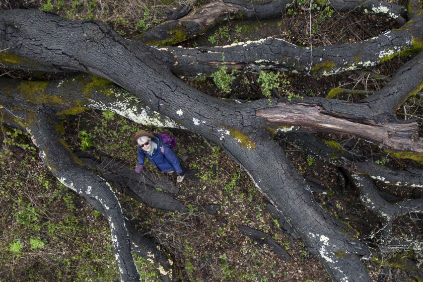 Angela Moskow, of the group California Oaks, with a fallen Live Oak tree   in Tilden Regional Park  