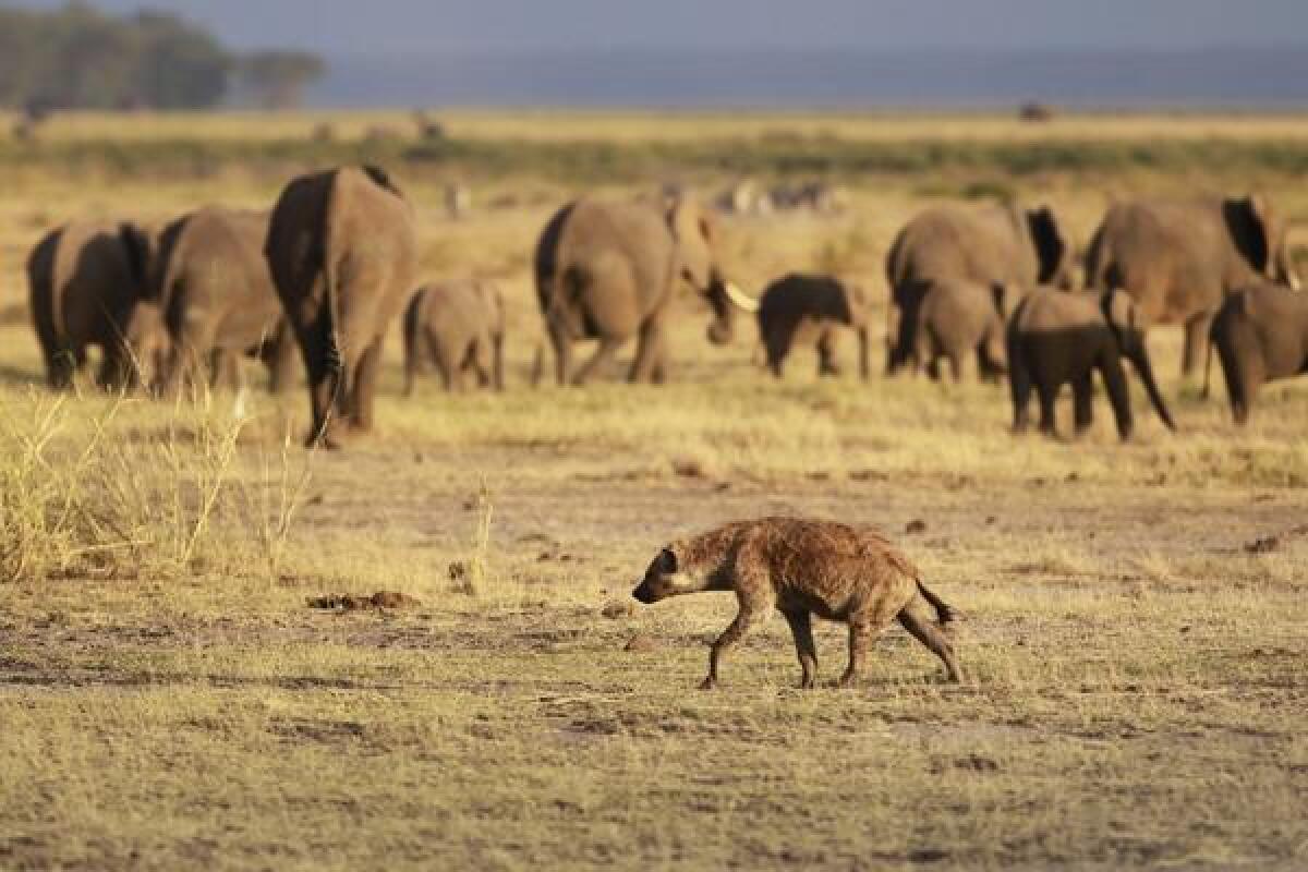 Spotted and striped hyenas leave messages in smelly trails for other hyenas -- and they're aided by microbes in their scent glands, says a study in PNAS.