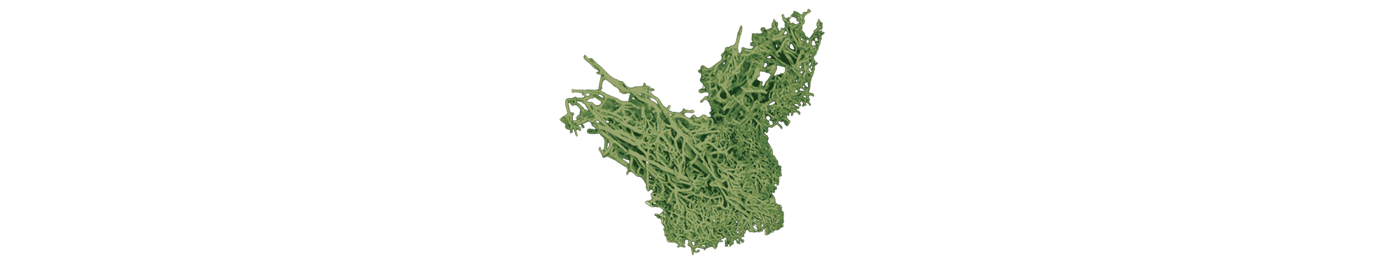 cutout of green sea moss