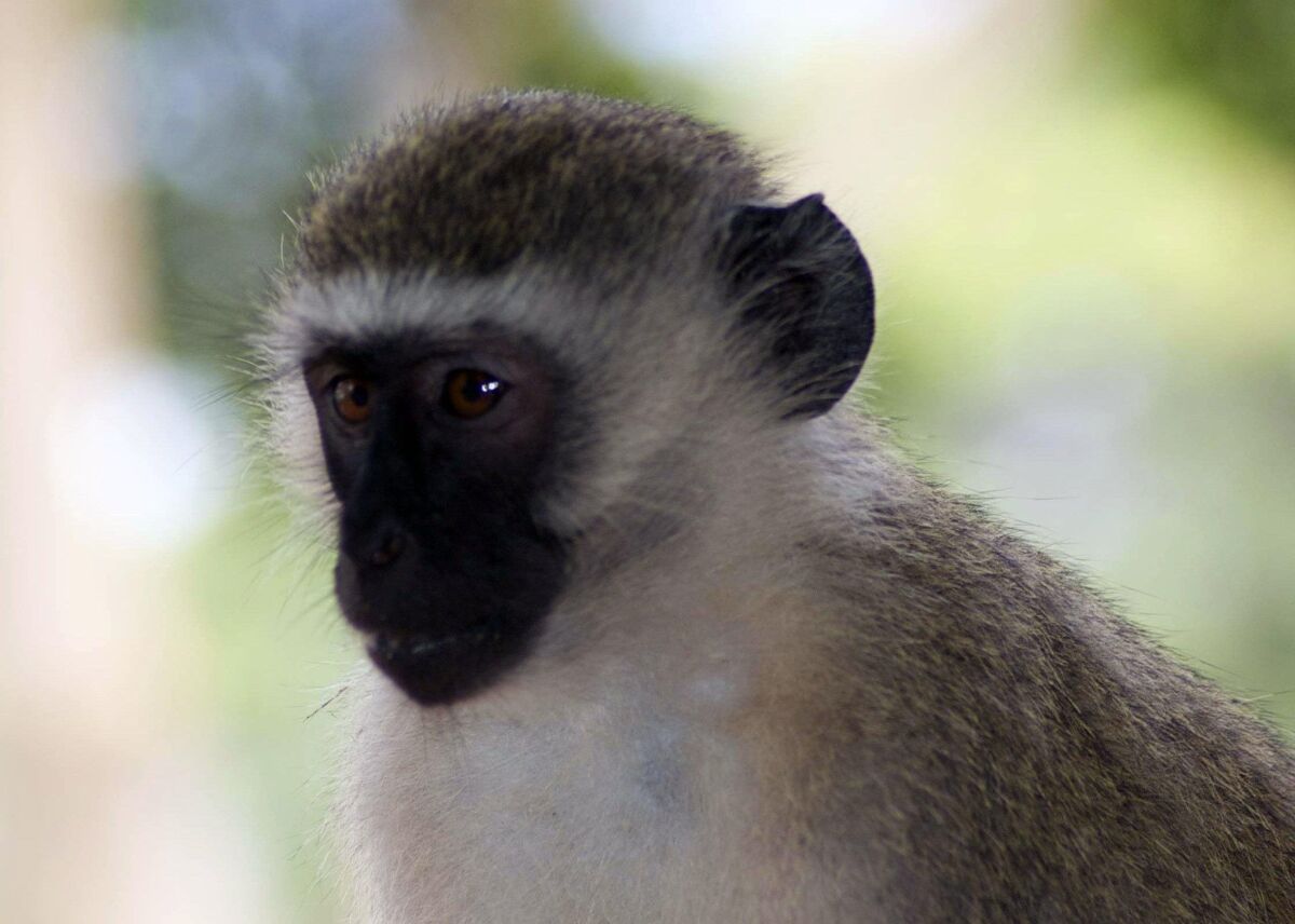 Vervet monkeys were part of the surroundings, frolicking at the Hilltop Kigoma Hotel. Marlise Kast-Myers photo