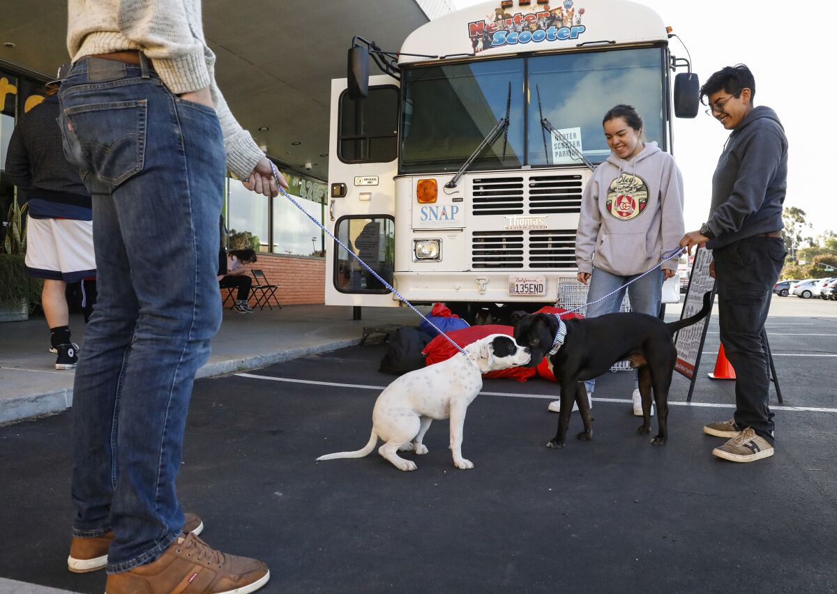 Sayer Villa (left) holds onto his six month-old boxer-pitbull mix, Zero, as he greets Dozier, a Staffordshire terrier, as his owners Moorea (cq) Melton (center) and Maritza Curtice waited for a no-cost Spay Neuter Action Project (SNAP) Clinic at Camp Run a Mutt in Chula Vista on a recent Sunday.