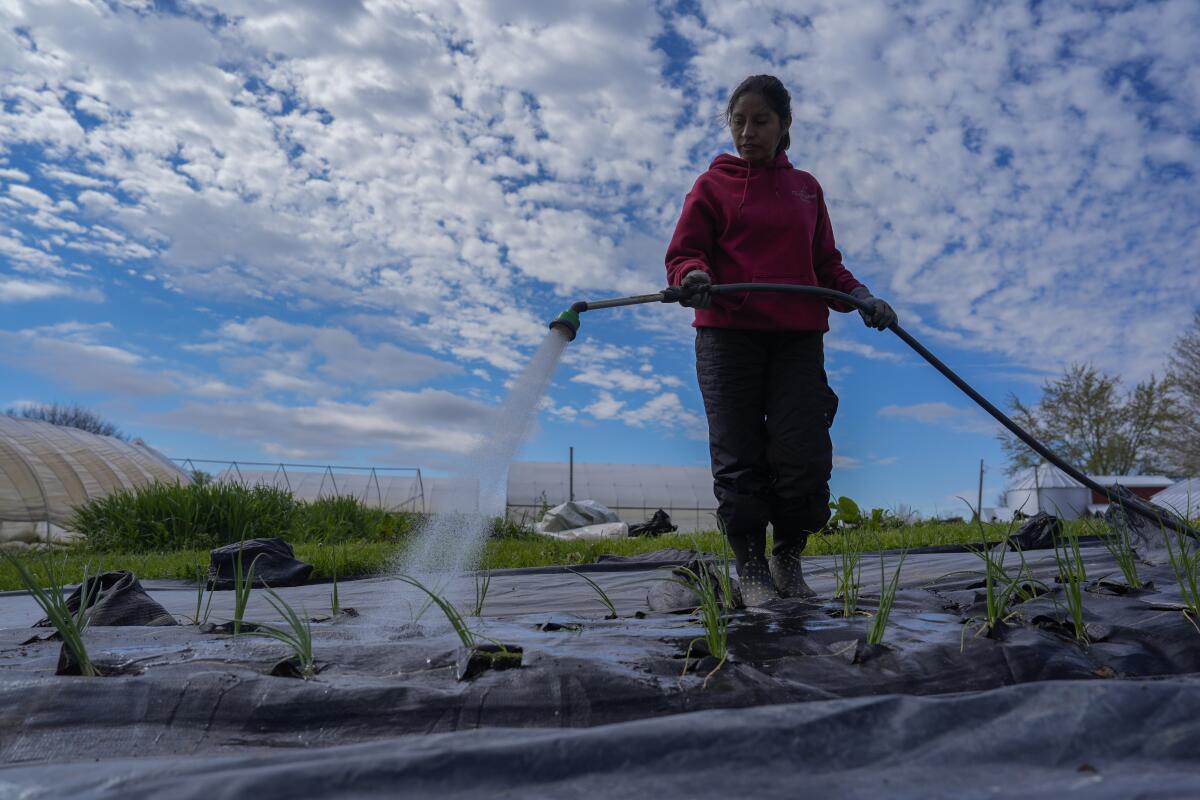 Rubila Clemente waters green onions, on April 19, 2024, at Christopher Farm in Modoc, Ind. 