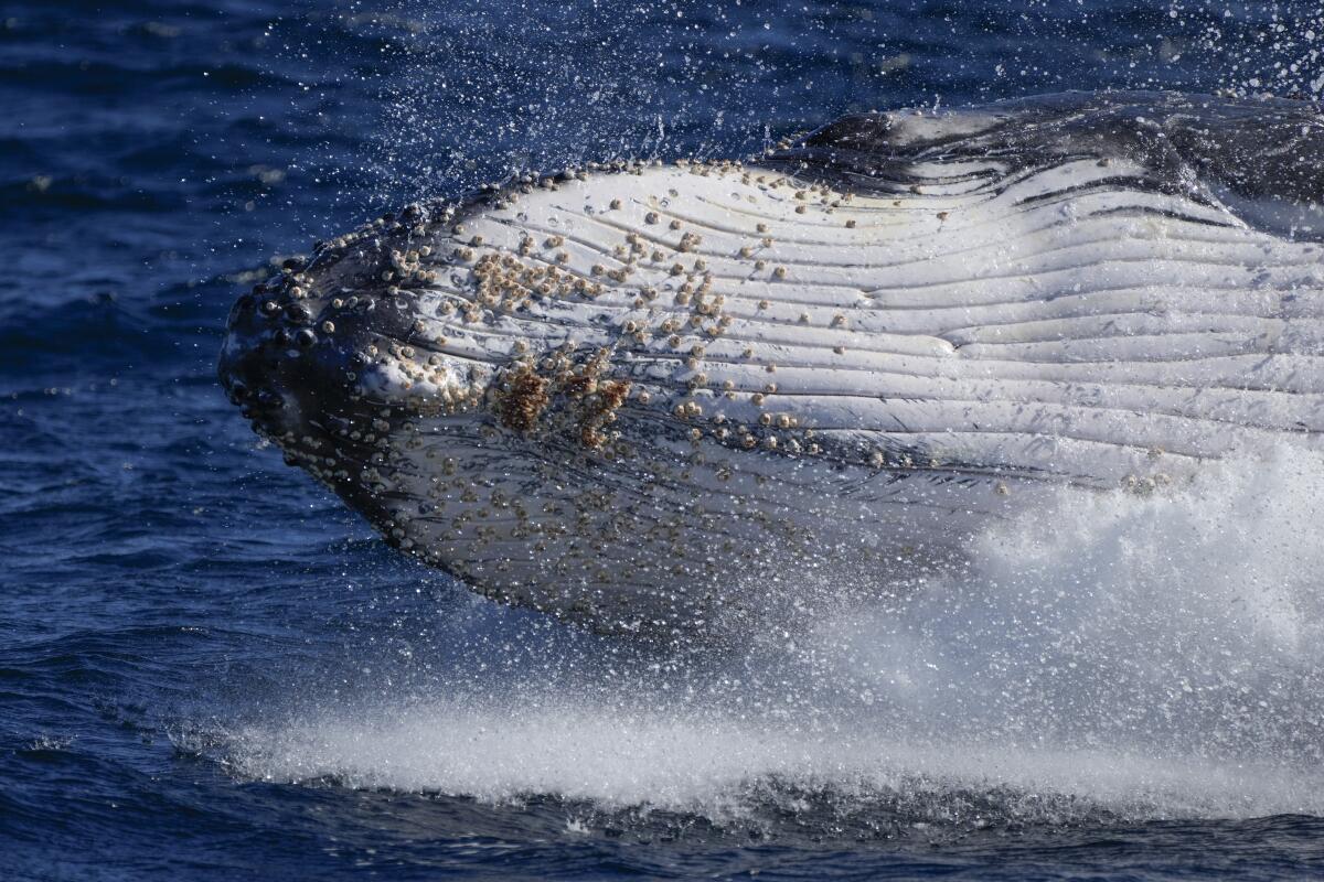 A humpback whale breaches off the coast of Port Stephens, Australia, Monday, June 14, 2021. Thousands of humpback whales have begun their 5,000-kilometer, three-month migration to the warm waters of northern Australia to breed. (AP Photo/Mark Baker)