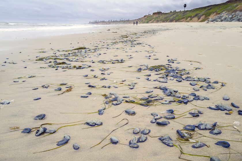 Blue Velella velella, also known as "by-the-wind-sailors,” washed up on Carlsbad State Beach at low tide on Monday, April 17, 2023.
