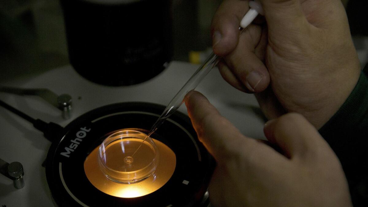 A researcher in China edits the genes of a human embryo in 2018. On Wednesday, an international group of scientists and ethicists called for a temporary global ban on editing the DNA of babies in ways that would alter inherited traits.
