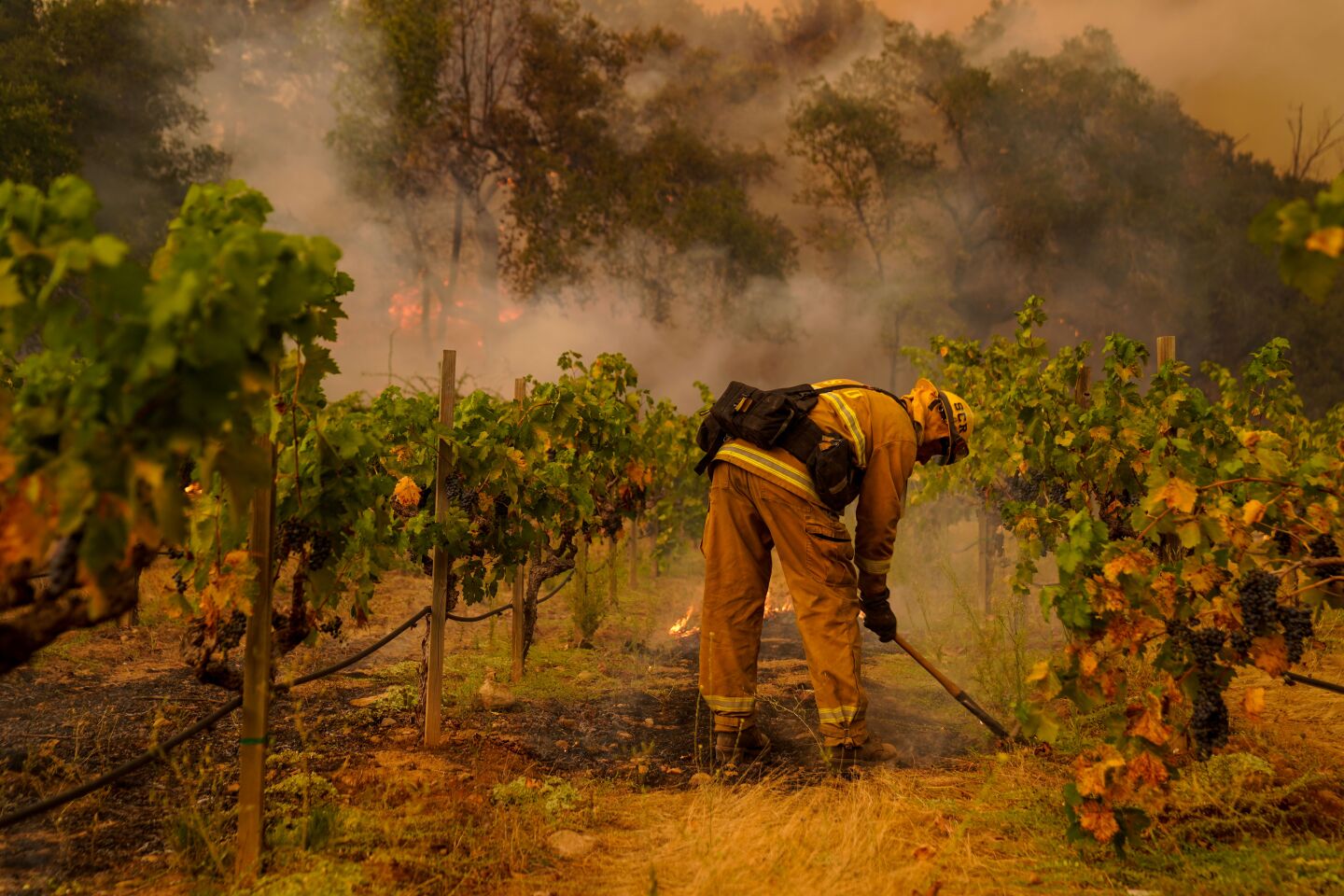 A firefighter works amid a vineyard.