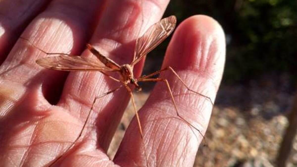 No son mosquitos gigantes, no se comen nada, no pican, no los mates - San  Diego Union-Tribune en Español