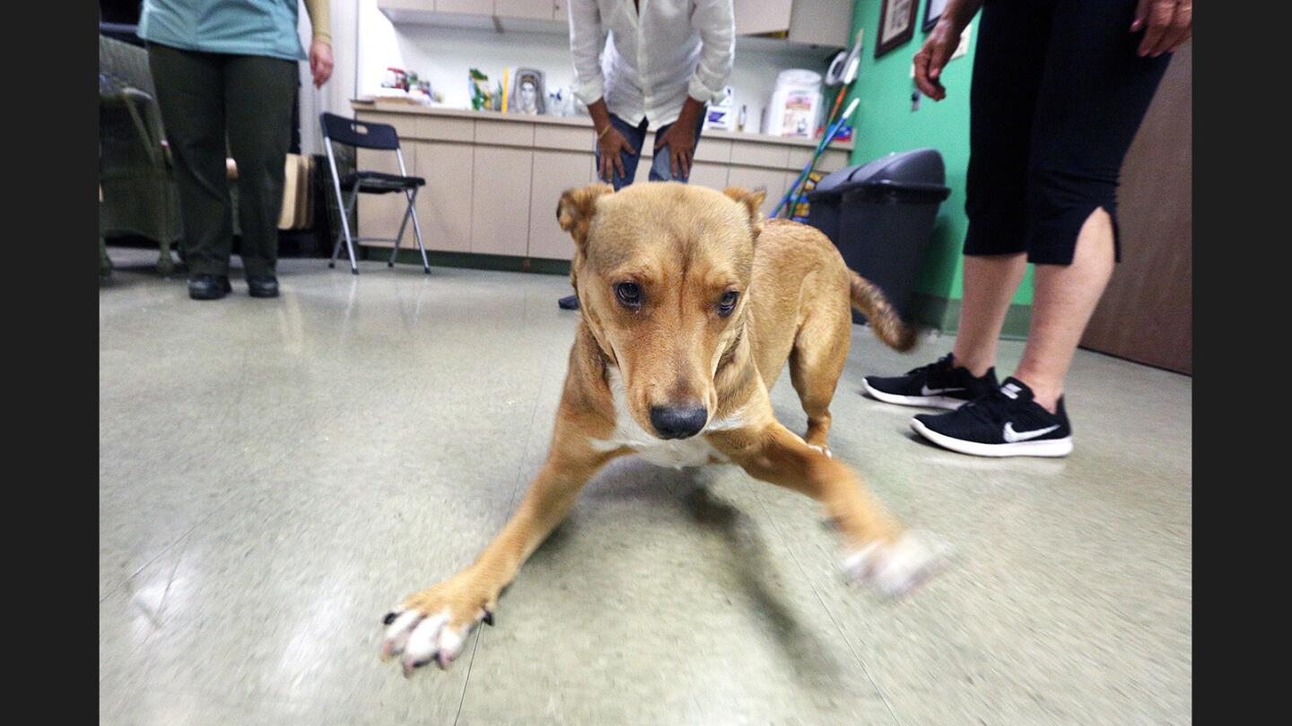 A German shepherd mix with no name is super playful in an adoption room as he is being introduced to the Ariâ€™s who are considering adopting at the Burbank Animal Shelter in Burbank on Tuesday, August 8, 2017. Dozens of animal shelter in Southern California will be lowing adoption fees on August 19.