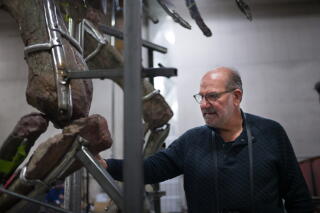 TREPaleontologist Luis Chiappe inspects "Natalie" at Research Casting Inter