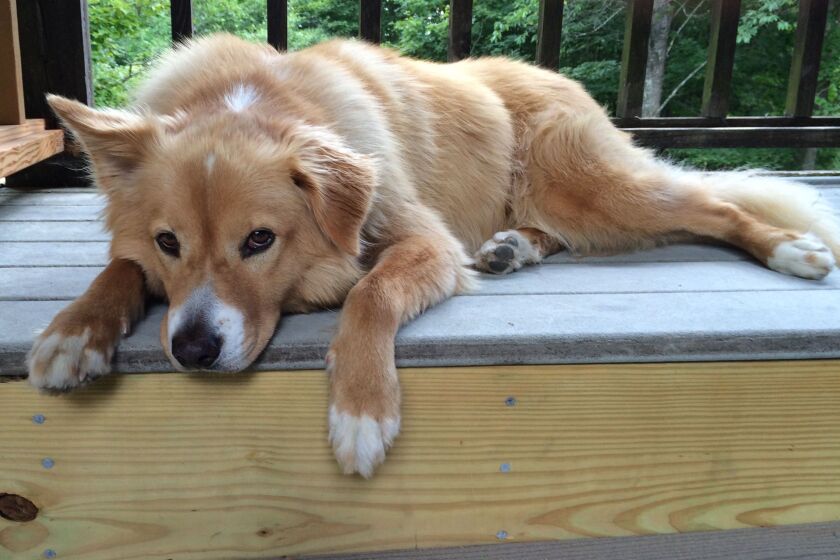 Jack, a golden-colored dog who is one-quarter American pitbull terrier, lies down.