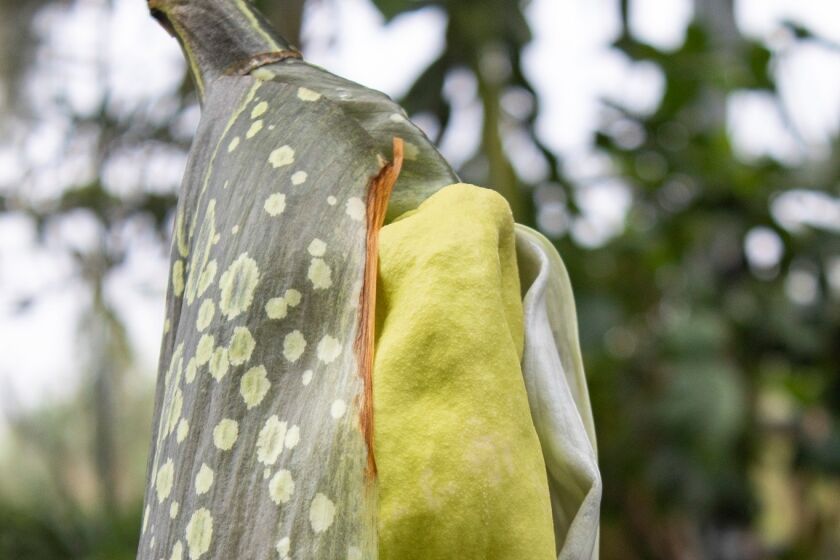 A rare corpse flower is preparing to bloom at the San Diego Botanic Garden in Encinitas.