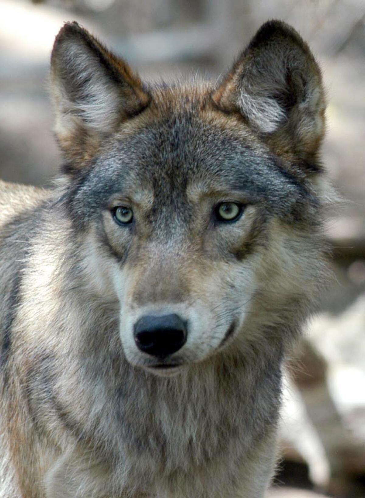 Wolves were once common and ranged across much of the continental United States.