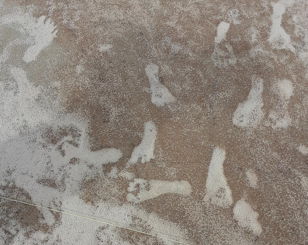 Footprints infilled with white gypsum sand at White Sands National Park in New Mexico