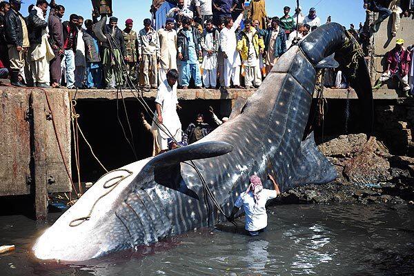Pakistani fishermen use cranes to pull the carcass of a whale shark from the waters at a fish harbor in Karachi. The 40-foot fish, weighing 6 to 7 tons, was reportedly found dead in shallow water in the Arabian Sea.