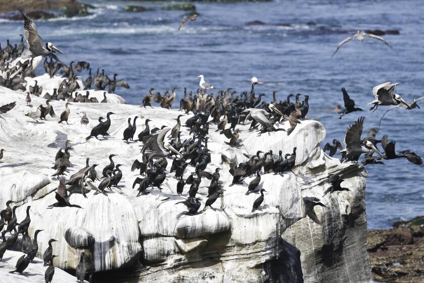 Birds on the rocks at La Jolla Cove. The stink from bird and sea lion waste has led to a lawsuit demanding action by the city.