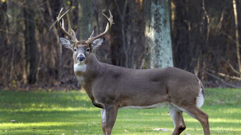 In this Nov. 17, 2011, file photo, a white-tailed buck stands alert in a suburban neighborhood in Moreland Hills, Ohio. A proposed California Senate bill would allow the legal harvest of deer and other animals killed on roadways.