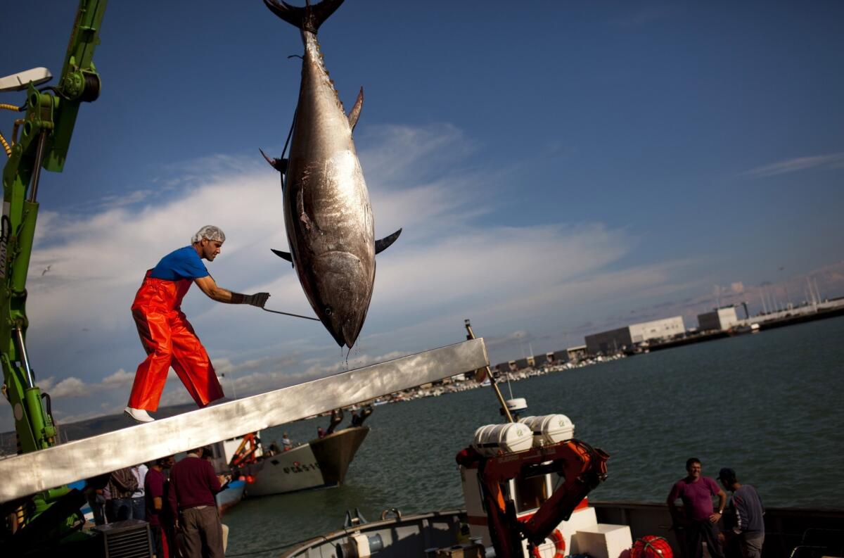 An Atlantic bluefin tuna is lifted by a crane during the opening of the season for tuna fishing in the port of Barbate, Cadiz province, Spain.