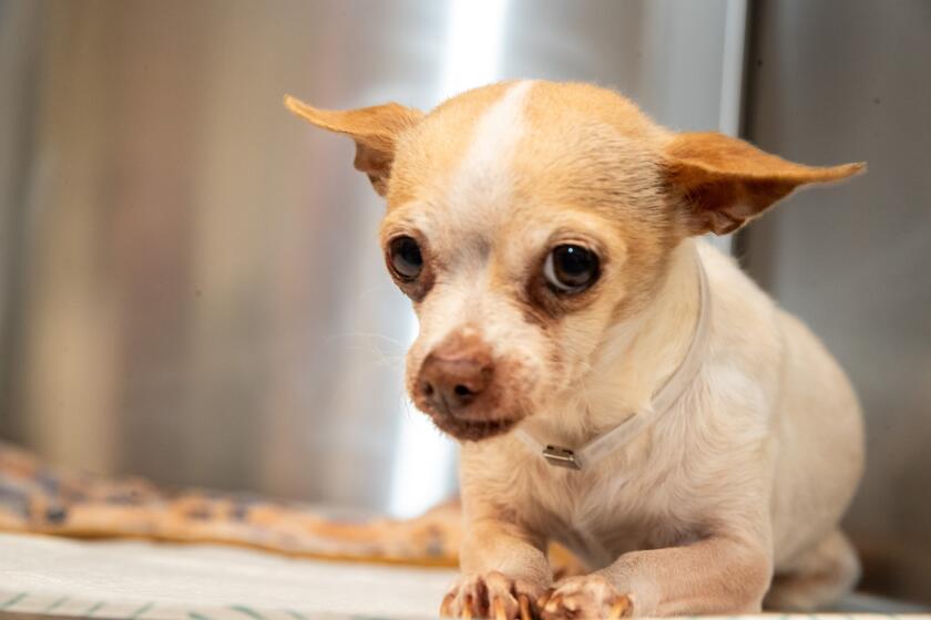 Palmdale, CA - June 29: Name: DIANA Age: 8 Years Breed: CHIHUAHUA SH Color: WHITE & BROWN Sex: SPAYED FEMALE Available Date: 6/20/2023 Intake Date: 6/15/2023 Intake type: STRAY Hold Type: Animal ID: A5560881 Kennel No: P2603 Microchip: 956000014014941 Dogs at Los Angeles County's Palmdale Animal Care Center on Thursday, June 29, 2023 in Palmdale, CA. (Brian van der Brug / Los Angeles Times)