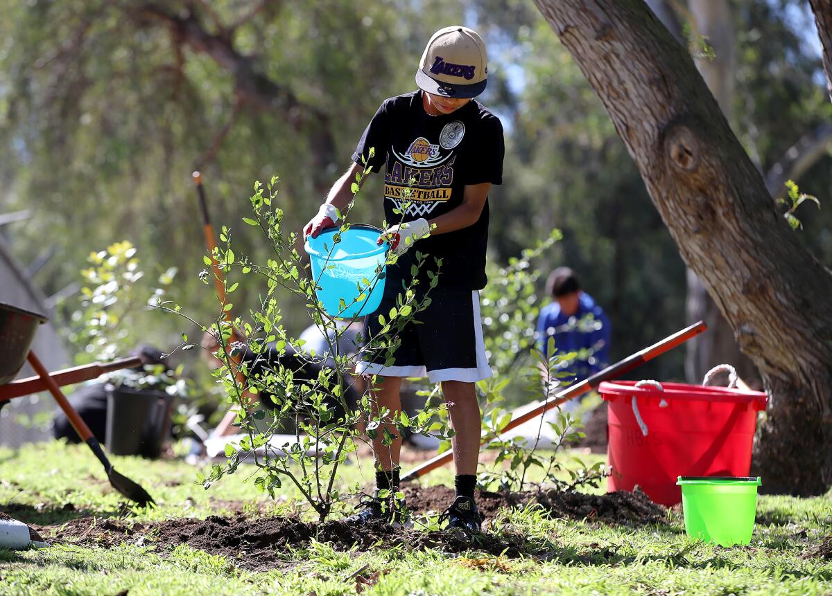 Jayden Pluma plants, adds mulch and waters a tree during Friday's Arbor Day celebration.
