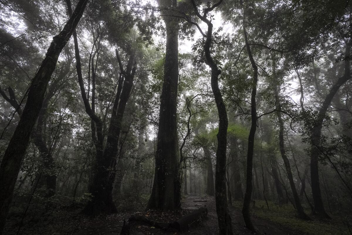 Cae la bruma sobre los árboles altos después de la lluvia en el bosque sagrado