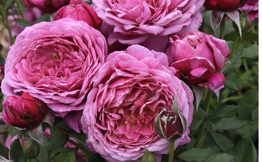 New Rose Varieties For 2020 The San Diego Union Tribune