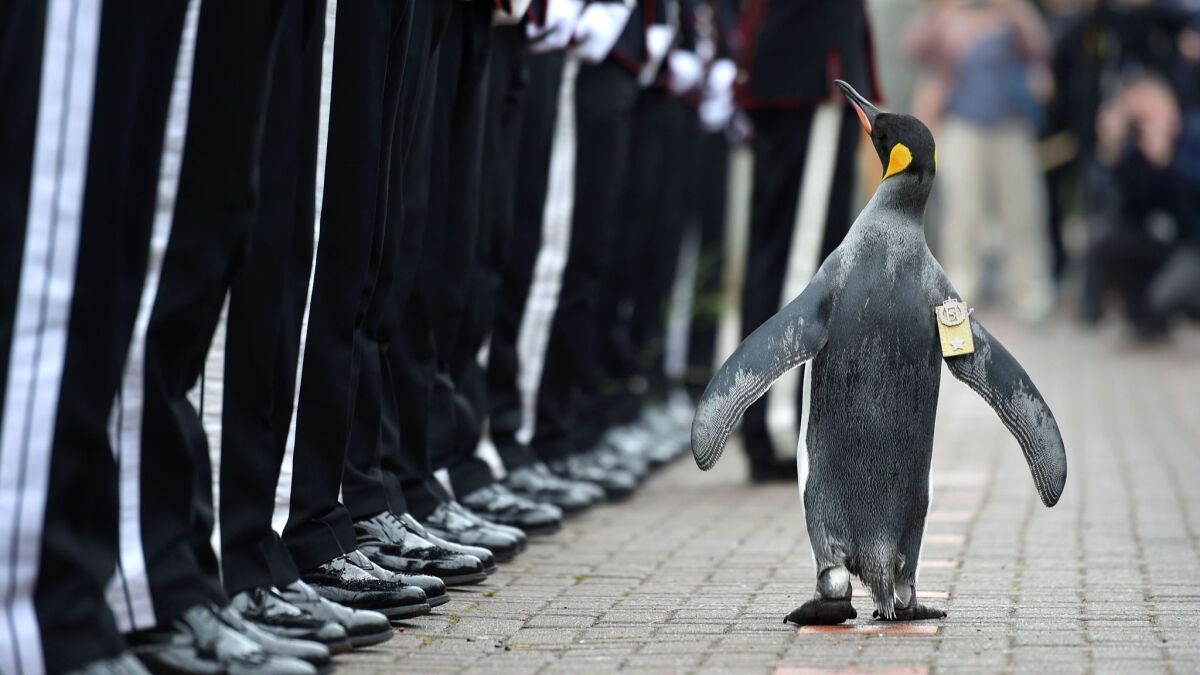 Nils Olav the penguin inspects the troops.