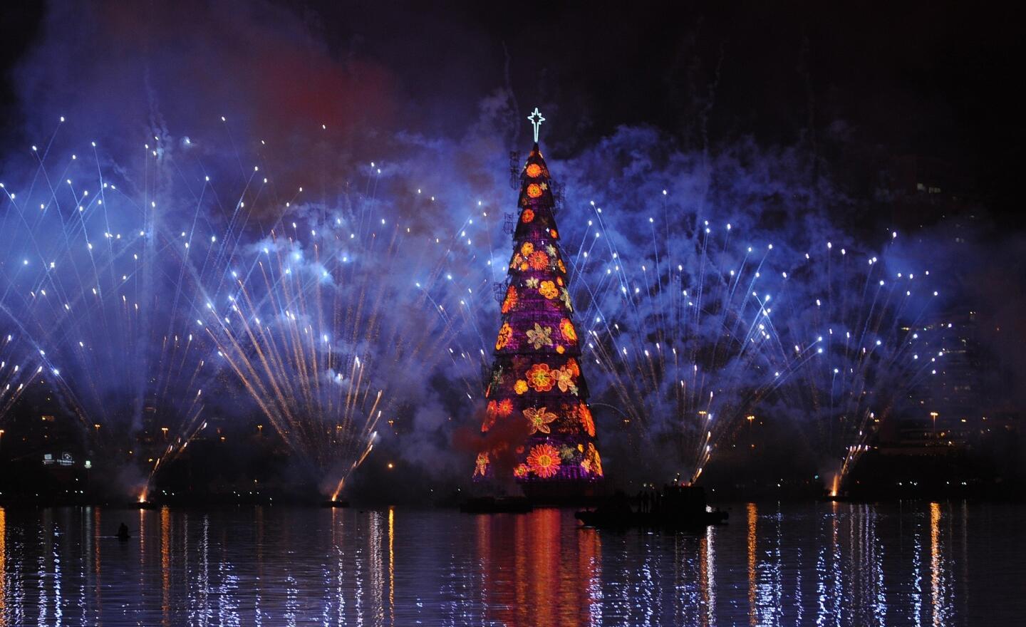 World's tallest floating tree