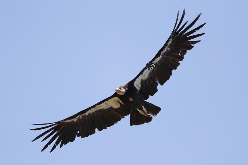 FILE - In this June 21, 2017, file photo, a California condor takes flight in the Ventana Wilderness east of Big Sur, Calif. The endangered California condor could return to the Pacific Northwest for the first time in 100 years. The San Francisco Chronicle says the U.S. Fish and Wildlife Service plans to allow the release of captive-bred giant vultures into Redwood National Park as early as fall 2021. (AP Photo/Marcio Jose Sanchez, File)