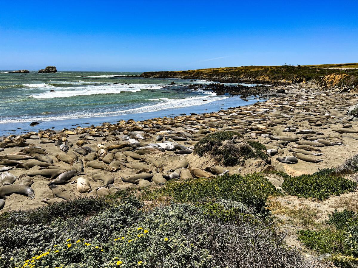 A beach covered with resting elephant seals on a sunny day.